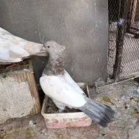 ماده سینه سونی دوکاله با ماده سرک