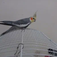 عروس هلندی نر و ماده