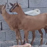 بزابستن