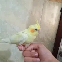 عروس هلندی دستی