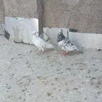 کبوتر