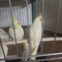 عروس هلندی