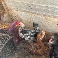 خروس بومی