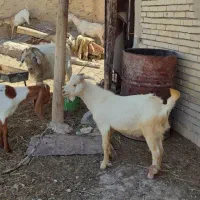 نر بز سانن اماده جفت گیری