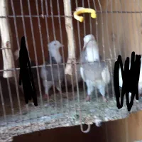جفت هفت رنگ|پرنده|دزفول, |دیوار