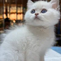 جوجه بریتیش