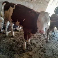 فروش گوساله سیمینتال ژنومیک