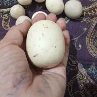 سنگ آسیاب الماس