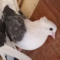 دوکت کاکلی آس