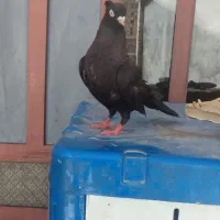 کبوتر زاغ ماده چشم نک