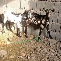 خالص ماده|حیوانات مزرعه|گلپایگان, |دیوار