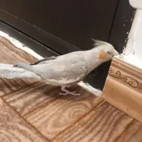 طوطی ماده الوند