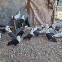 کفتر سرسفید طوقی ارشینگل سفید