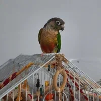 گرینچیک|پرنده|کرج, اصفهانیها|دیوار