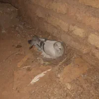 کبوتر ماده