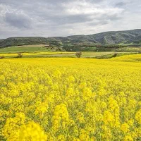 تهیه کلزا جهت روغن کشی خوراکی
