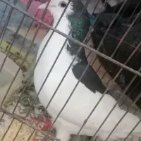 کبوتر، ماده، چاپی، جوان، به شرط تخم گذار