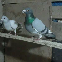 سبز ابلغ|پرنده|بیرجند, |دیوار