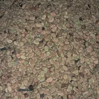 باقلا