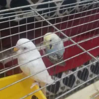 مرغ عشق