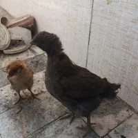 جوجه خانگی
