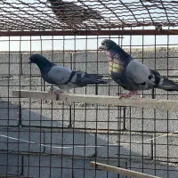 کبوتر