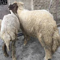 حیوانات مزرعه