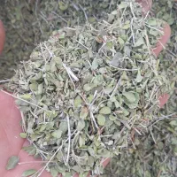 فروش آویشن