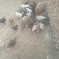 بوقلمون سه ماه درجه یک واکسن خورده