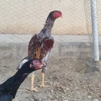 خروس و مرغ اوشامو تاج مهر