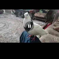 کفتر کبوتر دستی