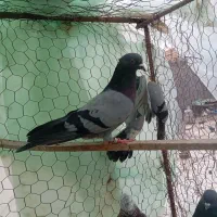 پرشی|پرنده|یزد, |دیوار