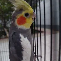عروس هلندی
