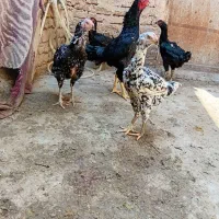 با سلام تعداد چهار عدد جوجه لاری فروشی