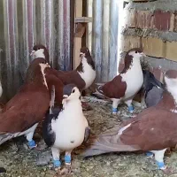 کفتر  کبوتر