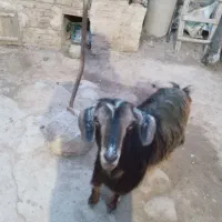 بز ماده
