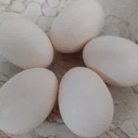 نیاز مند تخم مرغ نطفه دار