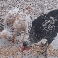 ۱۰عدد باری و خروس فروشی دونهای یک میلیون تومان