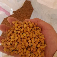 نخود قرمز