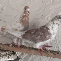 یک جفت کبوتر پریشی