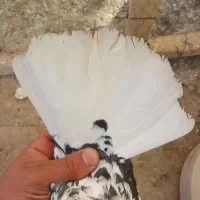 کفتر نر قاره.با ی جوجه