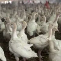 جوجه درجه یک سنگین وزن بوقلمون