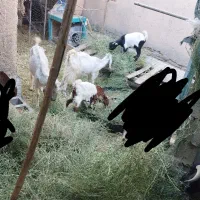 چند راس بز و کهره
