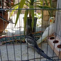 عروس هلندی