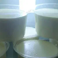 ماست گاو و گاومیش