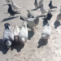 کبوتر /مفتر