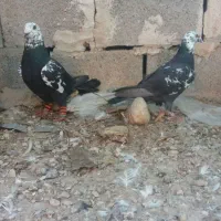 کفتر کبوتر.بزک سلیمونی.