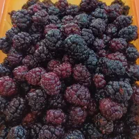 شاه توت