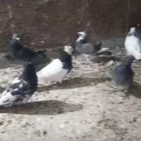 کفتر|پرنده|بیرجند, |دیوار