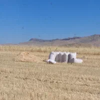 کاه خریدارم